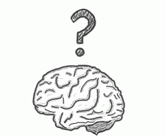 Brain in question article image